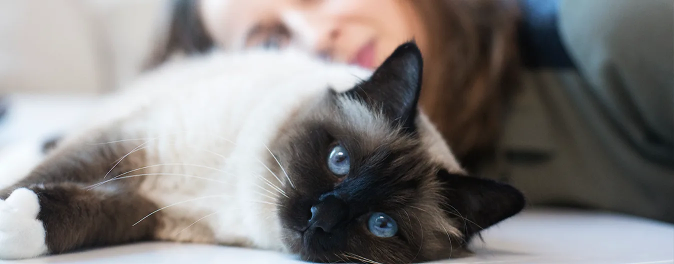 Feliway
