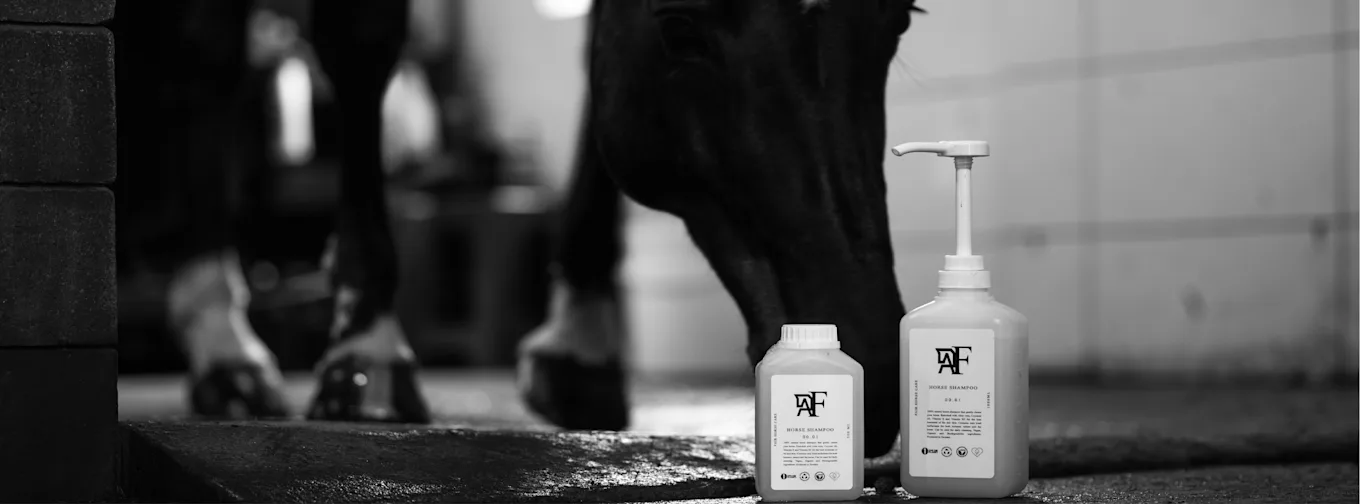 fair horse care
