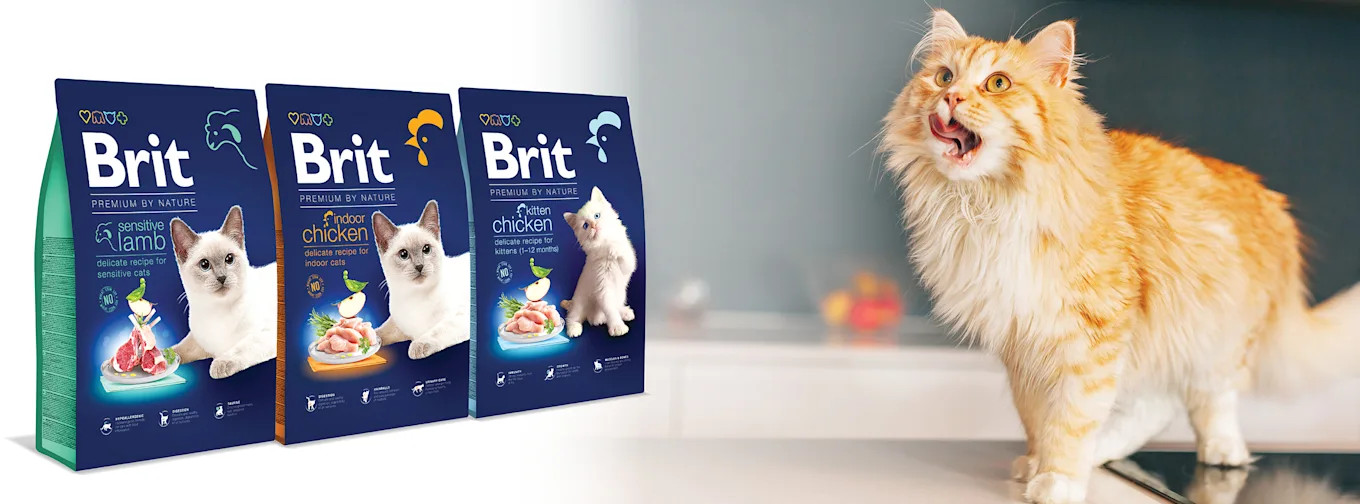 brit