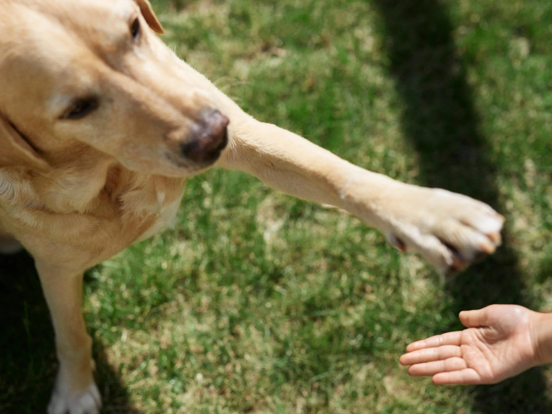 Hund sträcker ut sin tass mot ett barns hand, utomhus i solen.